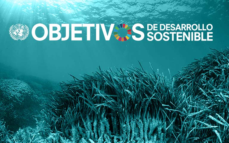 Los objetivos de desarrollo sostenible y el Green Marketing